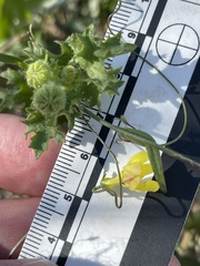 Neogaerrhinum filipes