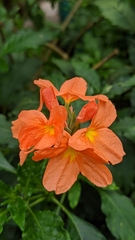 Crossandra