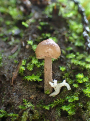 Entoloma cystomarginatum