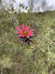 Mutisia coccinea