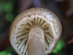 Entoloma cystomarginatum