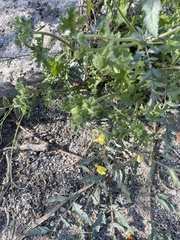 Neogaerrhinum filipes