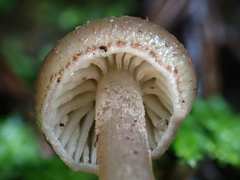 Entoloma cystomarginatum