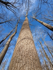 Liriodendron tulipifera