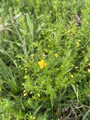 Scoparia montevidensis