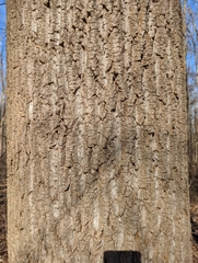 Liriodendron tulipifera