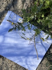 Neogaerrhinum filipes
