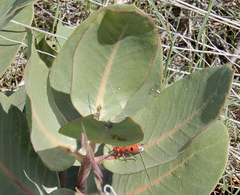 Tetraopes mandibularis