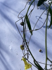 Neogaerrhinum filipes
