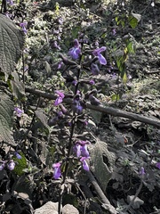 Salvia carnea