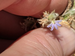 Scaevola revoluta