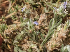 Scaevola revoluta