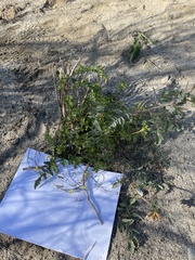 Neogaerrhinum filipes