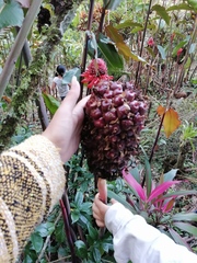 Etlingera