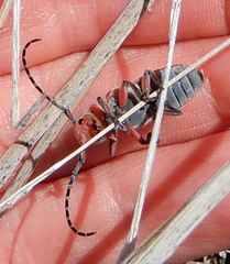 Tetraopes mandibularis