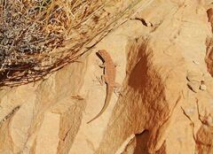 Uta stansburiana uniformis