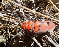 Tetraopes mandibularis
