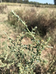 Sclerolaena muricata