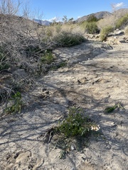 Neogaerrhinum filipes