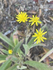 Hieracium scouleri
