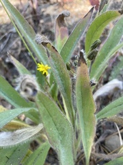 Hieracium scouleri