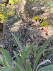 Hieracium scouleri