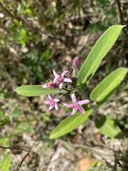 Oxypetalum solanoides