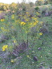 Senecio brasiliensis