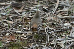 Drymodes brunneopygia