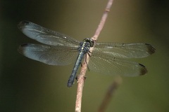 Cratilla lineata