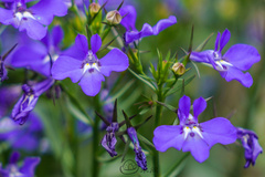 Lobelia erinus