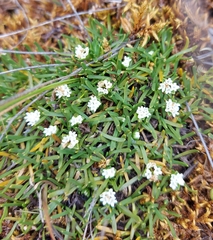 Valeriana stenophylla