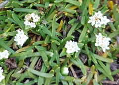 Valeriana stenophylla