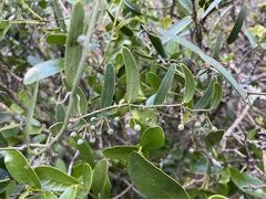Smilax campestris