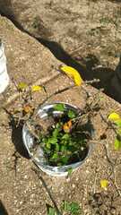 Pereskia aculeata