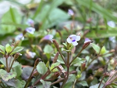 Linderniaceae