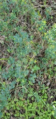 Lonicera subspicata denudata