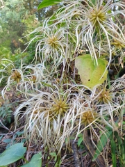 Clematis