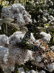 Chrysocale principalis