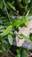 Parsonsia heterophylla