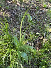 Fritillaria biflora