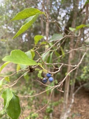 Elaeocarpus obovatus