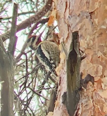 Sphyrapicus varius