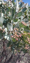 Arctostaphylos glauca
