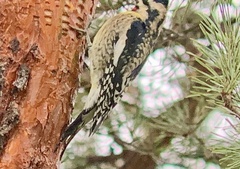 Sphyrapicus varius