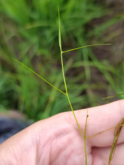 Potamogeton trichoides