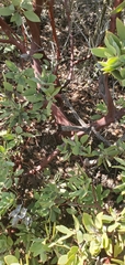 Arctostaphylos glandulosa