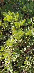 Arctostaphylos glandulosa