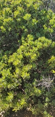 Arctostaphylos glandulosa