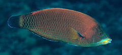 Pseudodax moluccanus